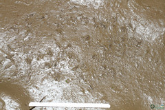 Branchipus schaefferi