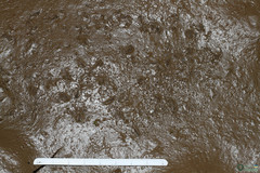 Branchipus schaefferi