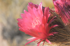 Trichocereus tarijensis