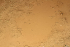 Branchipus schaefferi