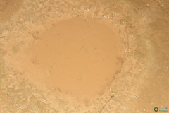 Branchipus schaefferi
