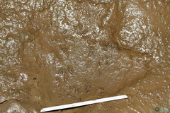Branchipus schaefferi