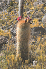 Trichocereus tarijensis