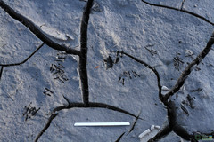 Branchipus schaefferi