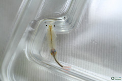 Branchipus schaefferi