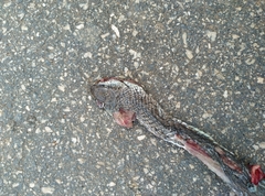 Psammophis phillipsii