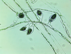 Vaucheria fontinalis