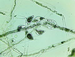 Vaucheria fontinalis