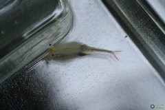 Branchipus schaefferi