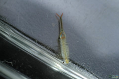 Branchipus schaefferi