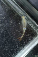 Branchipus schaefferi