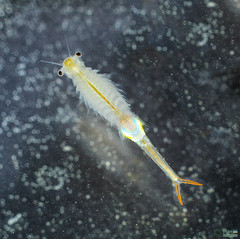 Branchipus schaefferi
