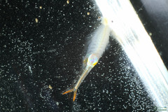 Branchipus schaefferi