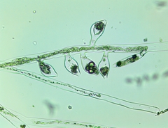 Vaucheria fontinalis