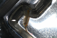 Branchipus schaefferi