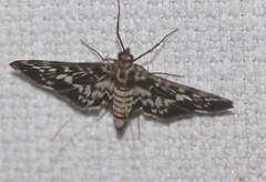 Rhimphalea sceletalis