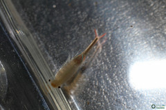 Branchipus schaefferi
