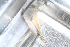 Branchipus schaefferi