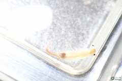 Branchipus schaefferi
