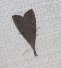 Hypena subvittalis