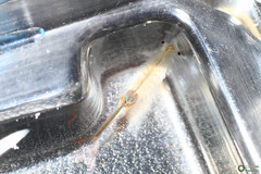 Branchipus schaefferi