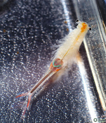 Branchipus schaefferi