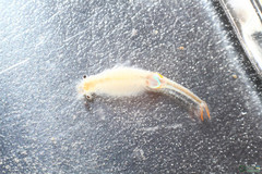 Branchipus schaefferi
