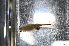 Branchipus schaefferi