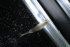 Branchipus schaefferi