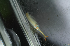 Branchipus schaefferi