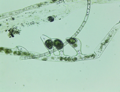 Vaucheria fontinalis