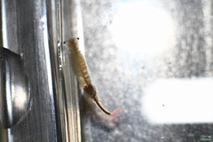 Branchipus schaefferi