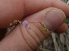 Desmodium rosei