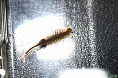 Branchipus schaefferi