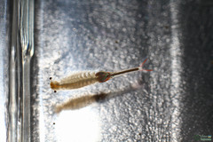 Branchipus schaefferi