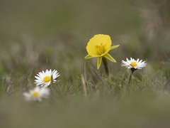 Narcissus bulbocodium