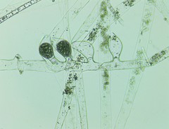 Vaucheria fontinalis