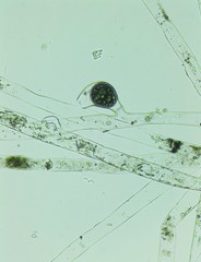 Vaucheria fontinalis