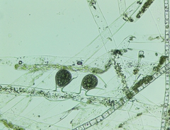 Vaucheria fontinalis