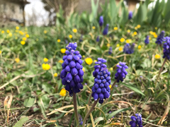 Muscari neglectum