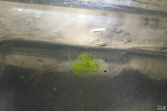 Branchipus schaefferi