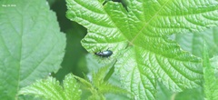 Platyninae