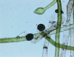 Vaucheria fontinalis