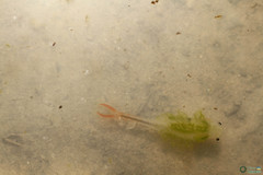Branchipus schaefferi