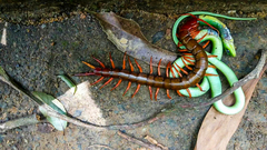 Scolopendra multidens