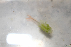 Branchipus schaefferi