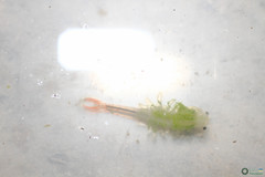 Branchipus schaefferi