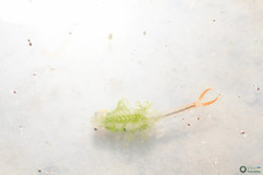 Branchipus schaefferi