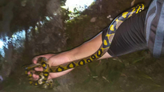 Euprepiophis mandarinus