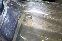 Branchipus schaefferi